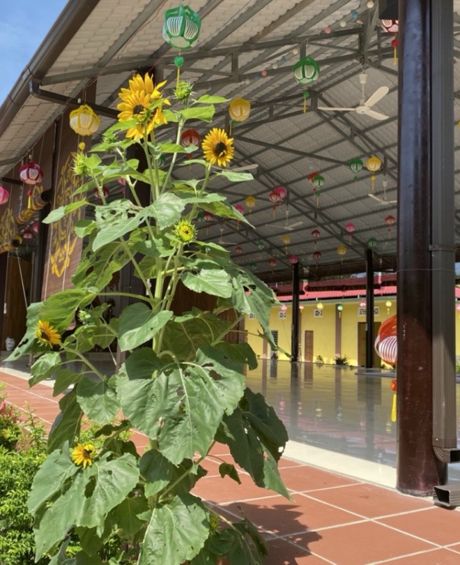 DỰ ÁN DÂN DỤNG 